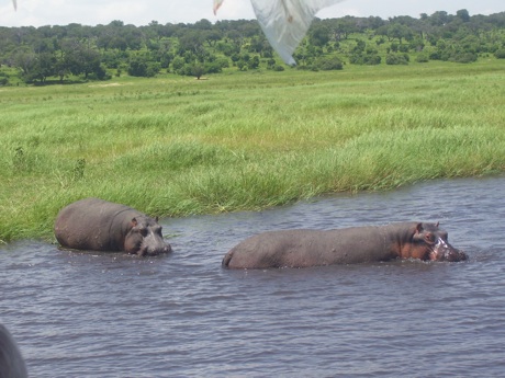 Chobe Hippos